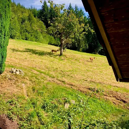 Ferien Im Schwarzwald *